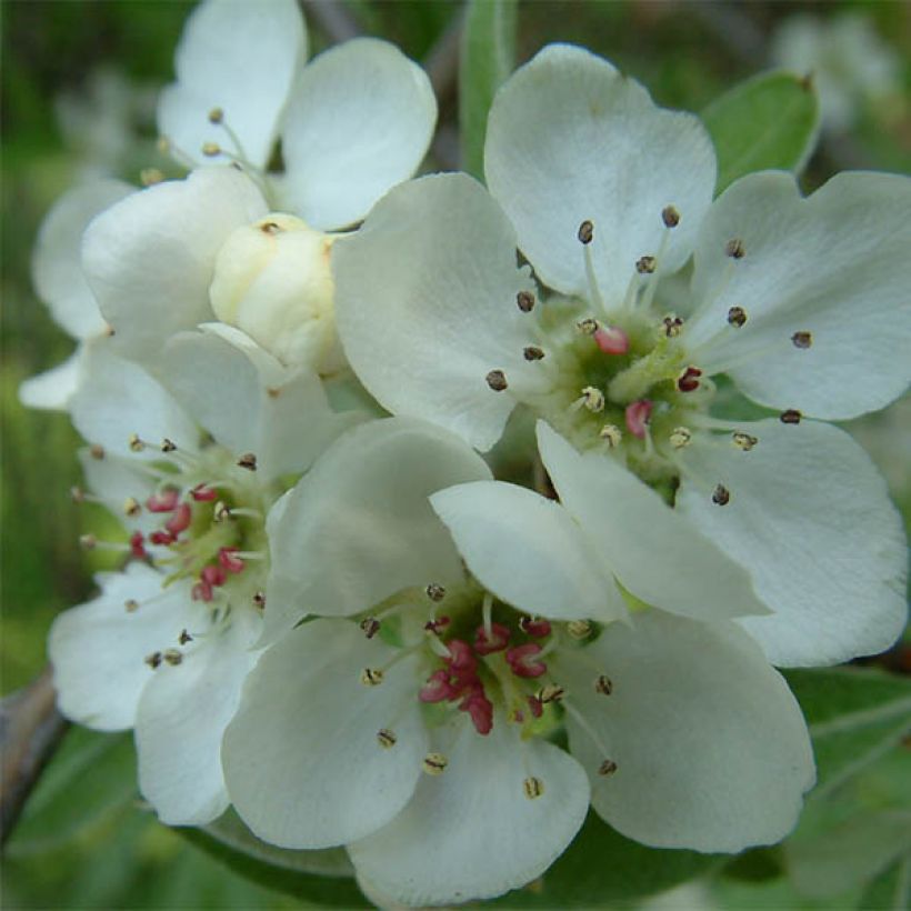Pyrus salicifolia Pendula - Wilgbladige peer (Flowering)