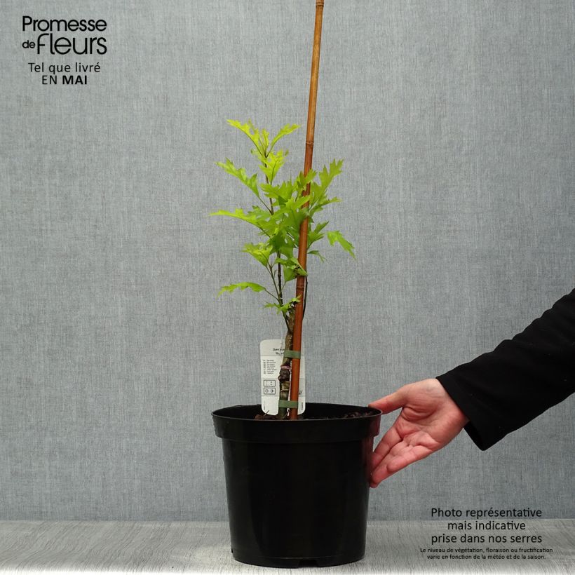 Exemplaar van Quercus palustris Green Pillar - Moeraseik Pot van 4 l/5 l zoals geleverd in de lente