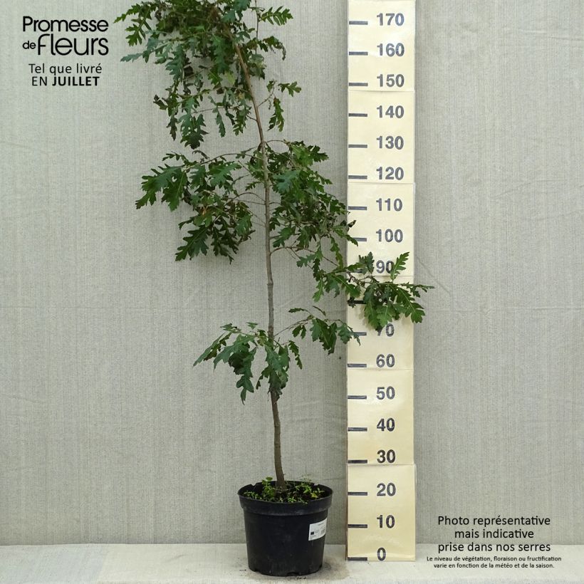 Exemplaar van Quercus cerris - Moseik Pot van 7,5 l/10 l zoals geleverd in de zomer