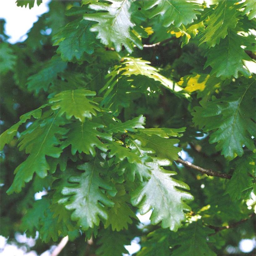 Quercus frainetto - Hongaarse eik (Foliage)