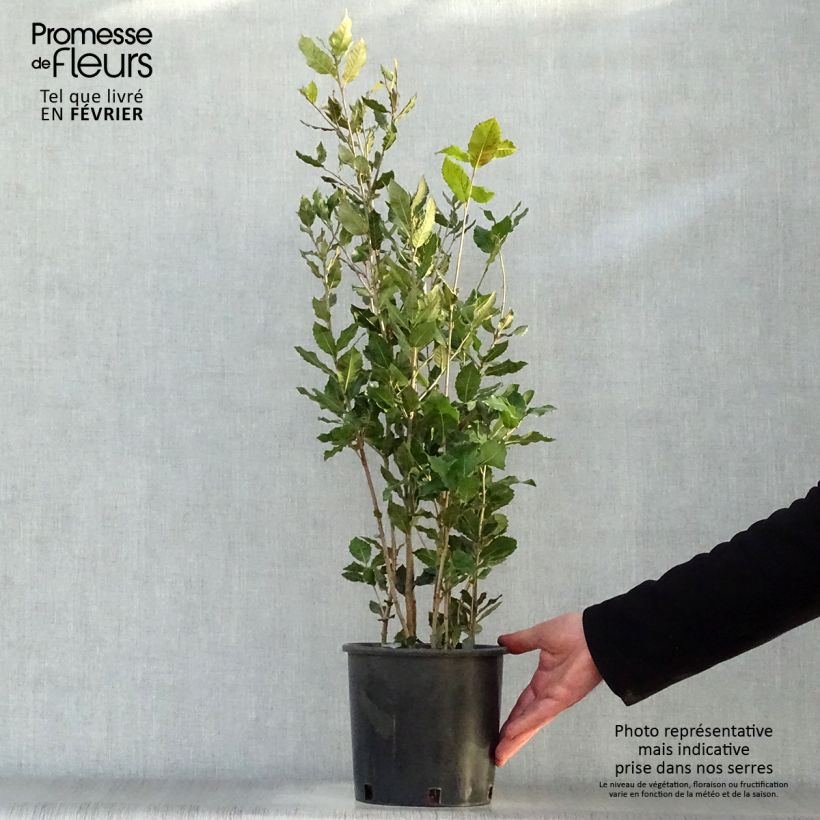 Example of Quercus ilex - Steeneik Pot van 3 l/4 l as you get in hiver