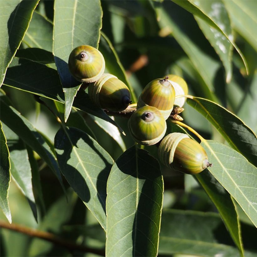 Quercus myrsinifolia - Bamboebladige eik (Harvest)