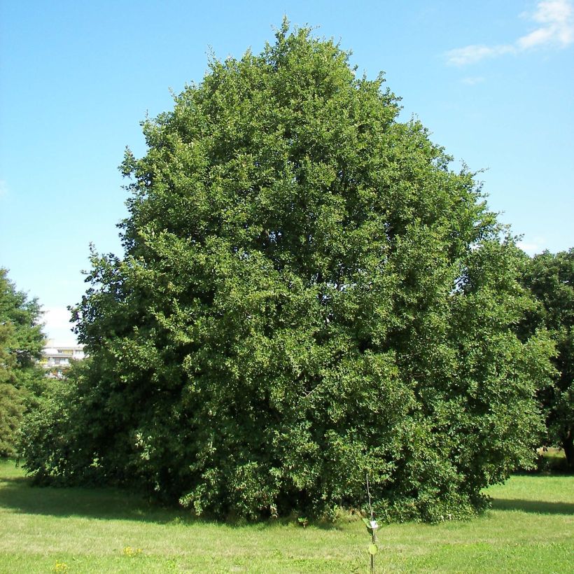 Quercus petraea - Wintereik (Plant habit)