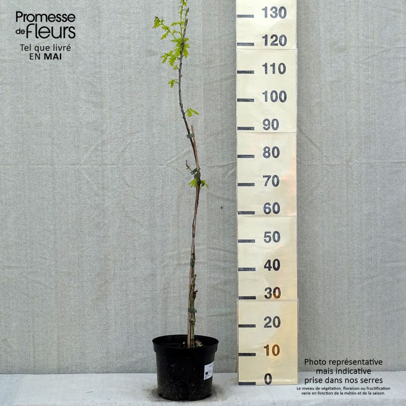 Example of Chêne pédonculé - Quercus robur Concordia Pot van 4 l/5 l as you get in printemps