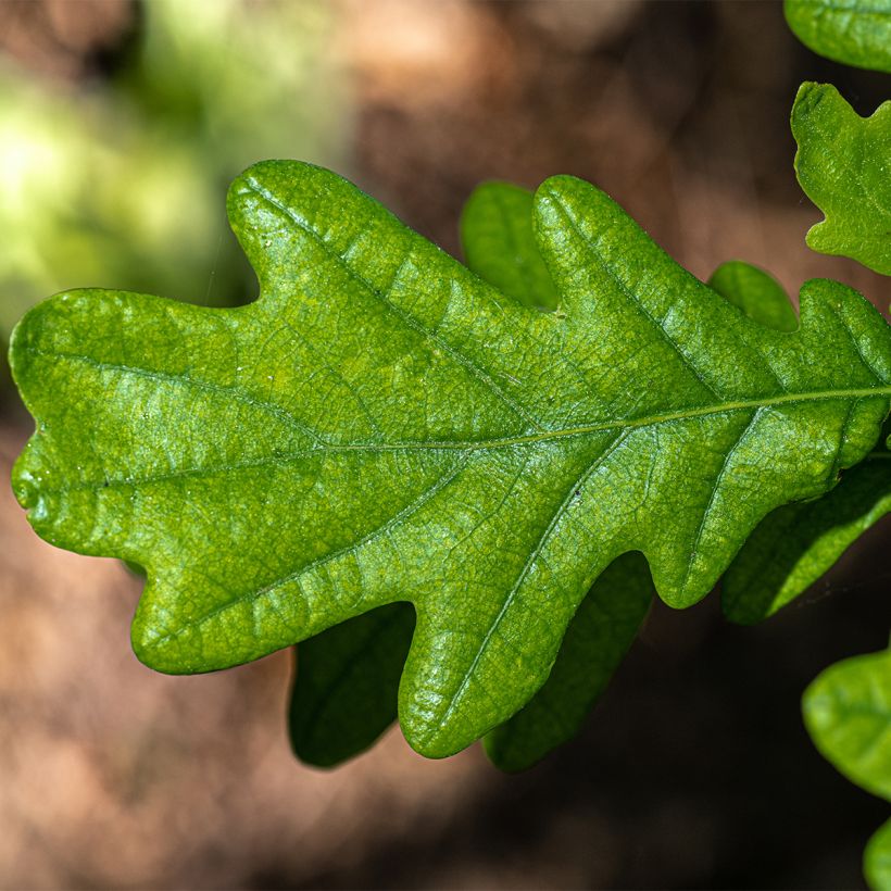 Quercus robur Fastigiata - Zomereik (Foliage)