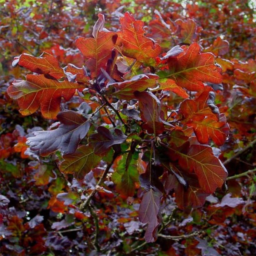 Quercus robur Purpurascens - Zomereik (Foliage)