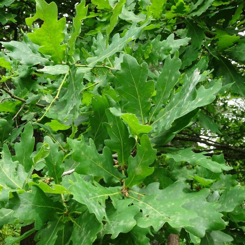 Quercus robur - Zomereik (Foliage)