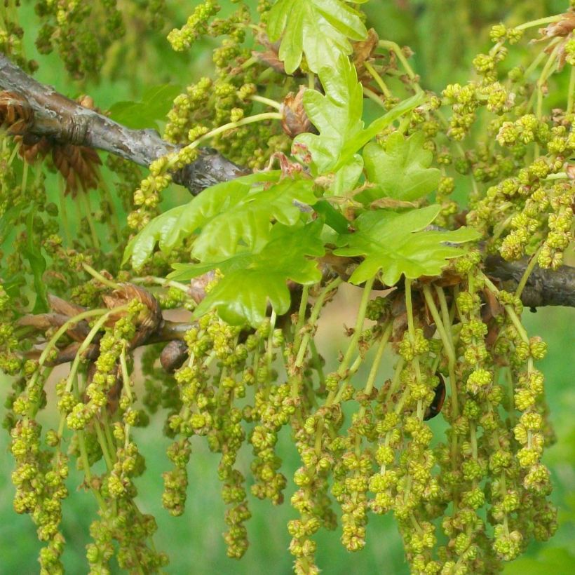 Quercus robur - Zomereik (Flowering)