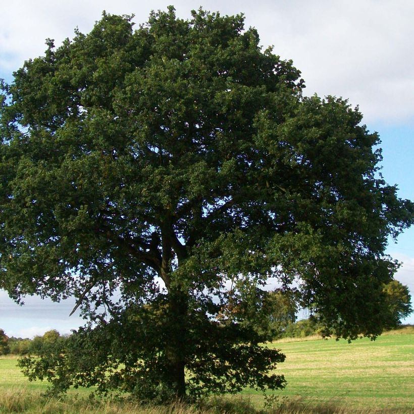 Quercus robur - Zomereik (Plant habit)