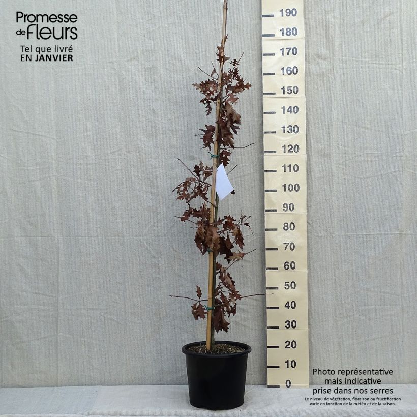 Example of Quercus texana New Madrid - Chêne rouge du Texas Pot van 7,5 l/10 l as you get in hiver