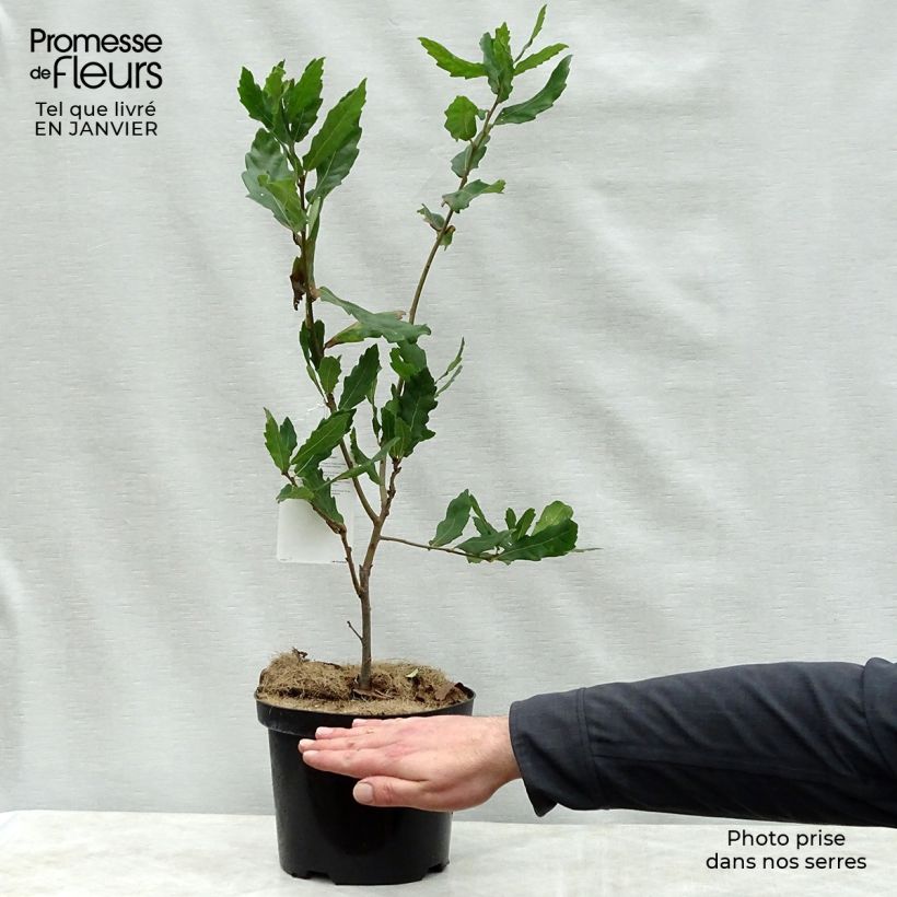 Example of Chêne de Turner - Quercus turneri pseudoturneri Pot van 4 l/5 l as you get in hiver