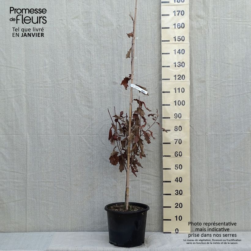 Example of Quercus (x) warei Windcandle - Chêne hybride Pot van 12 l/15 l as you get in hiver
