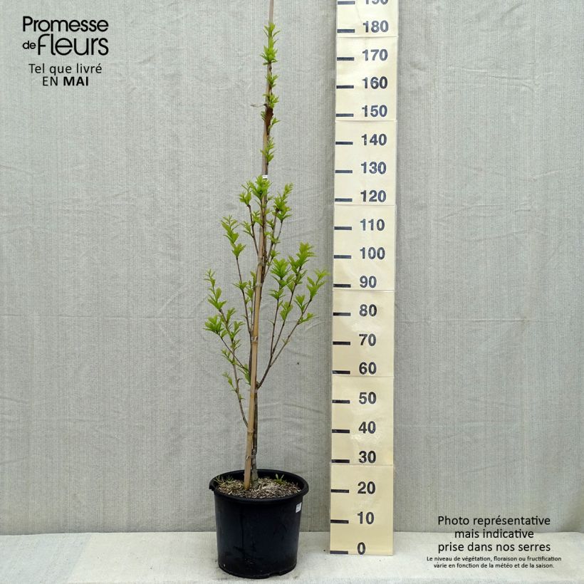 Exemplaar van Quercus warei Windcandle - Zuileik Pot van 12 l/15 l zoals geleverd in de lente