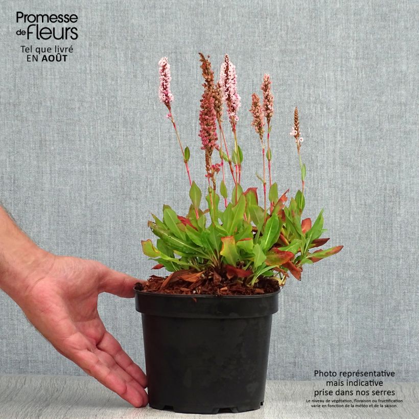Exemplaar van Persicaria affinis Kabouter - Kruipduizendknoop Pot van 2 l/3 l zoals geleverd in de zomer