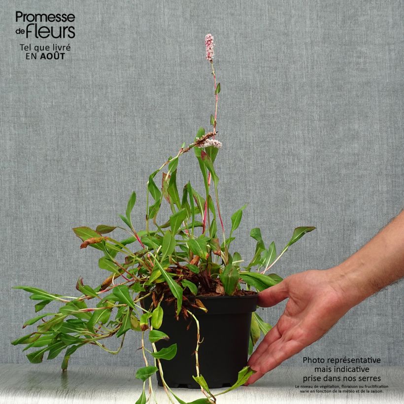 Exemplaar van Persicaria affinis Donald Lowndes - Kruipduizendknoop Pot van 2 l/3 l zoals geleverd in de zomer