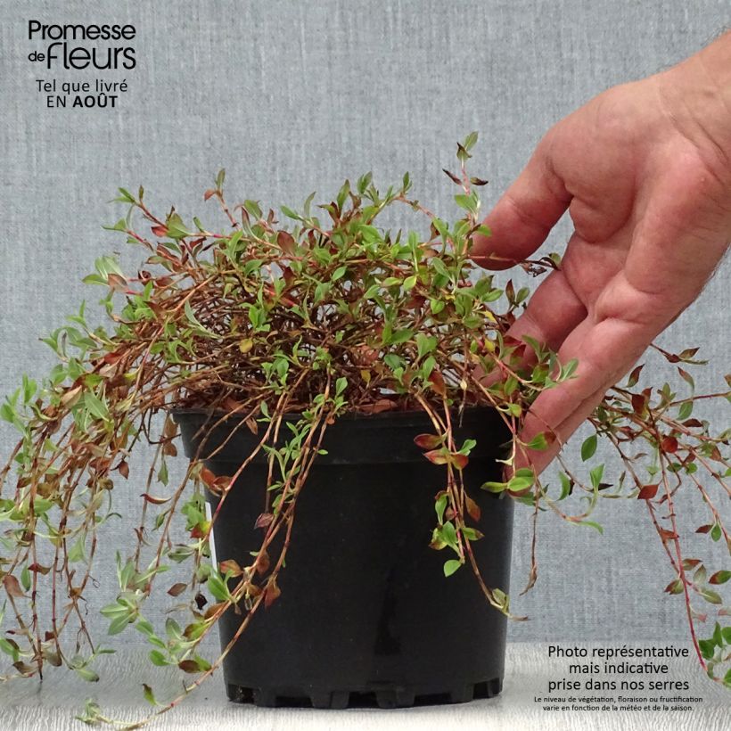 Exemplaar van Persicaria vacciniifolia - Duizendknoop Pot van 2 l/3 l zoals geleverd in de zomer