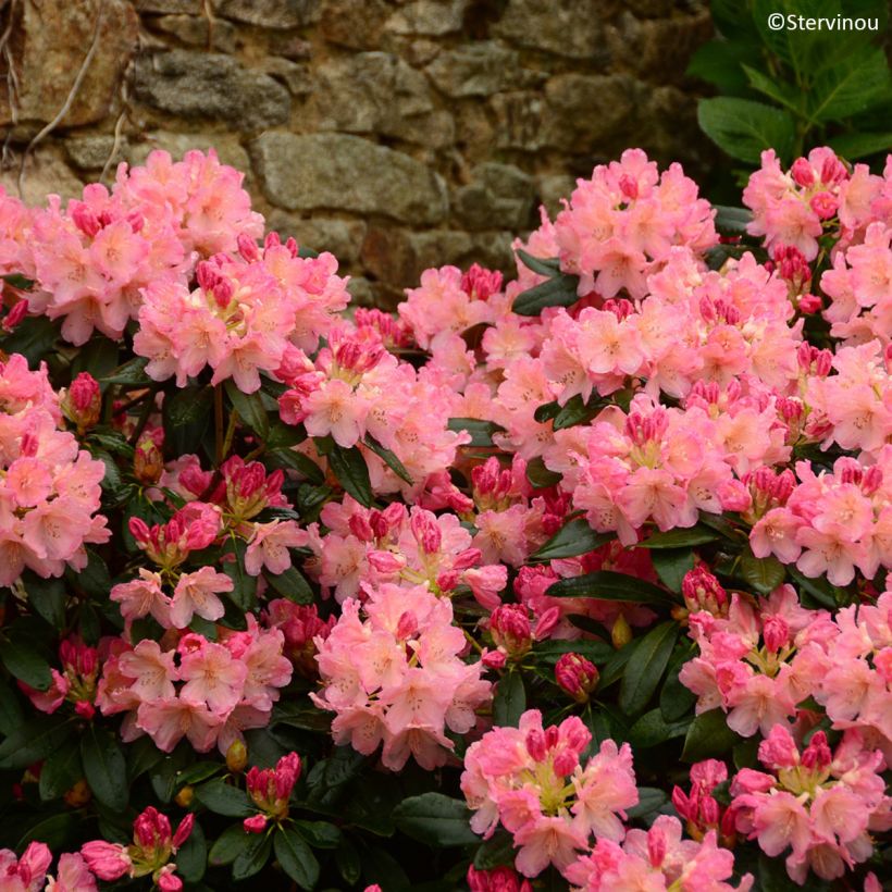 Rhododendron Percy Wiseman - Dwergrododendron (Bloei)