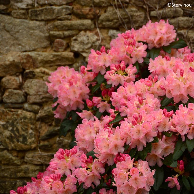 Rhododendron Percy Wiseman - Dwergrododendron (Groeiplaats)