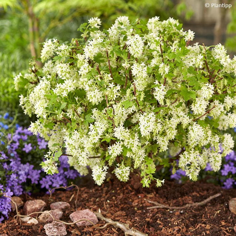 Ribes sanguineum Oregon Snowflake - Rode ribes (Groeiplaats)