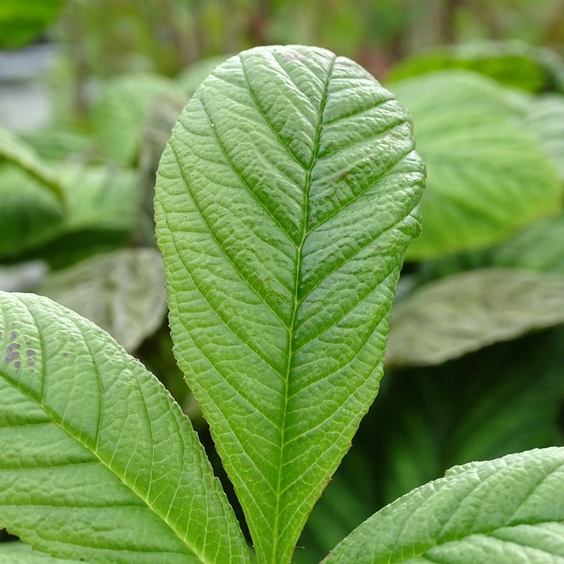 Rodgersia La Blanche - Schout-bij-nacht (Foliage)