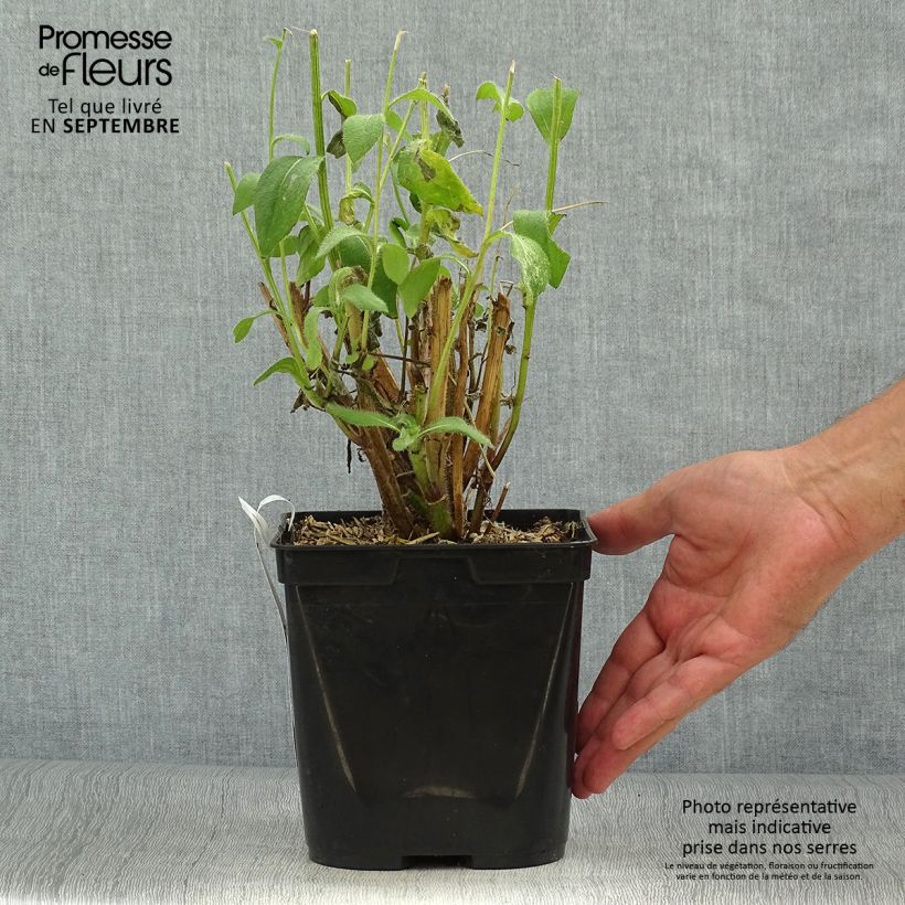 Exemplaar van Rudbeckia Giggling SmileyZ - Zonnehoed Pot van 2 l/3 l zoals geleverd in de herfst