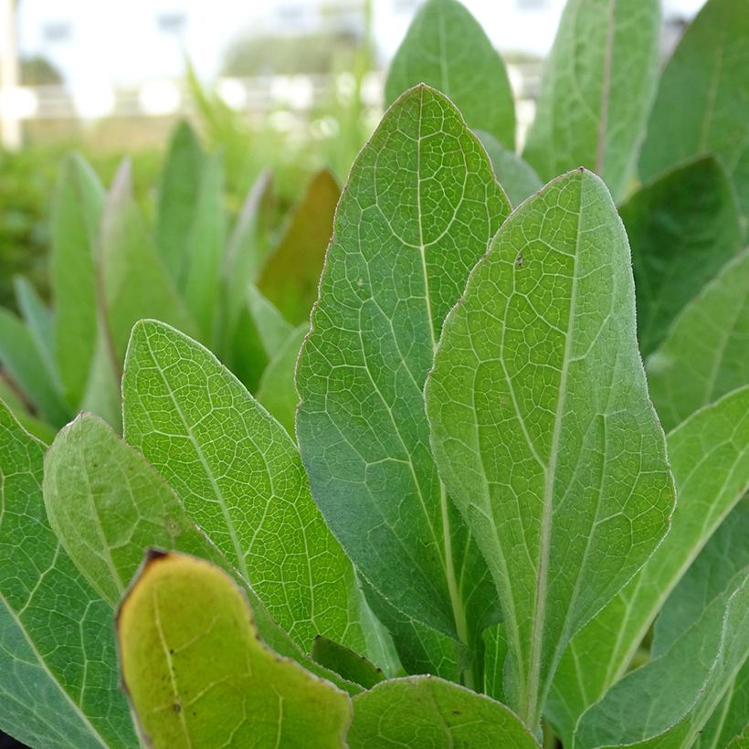 Rudbeckia Green Wizard - Zonnehoed (Foliage)
