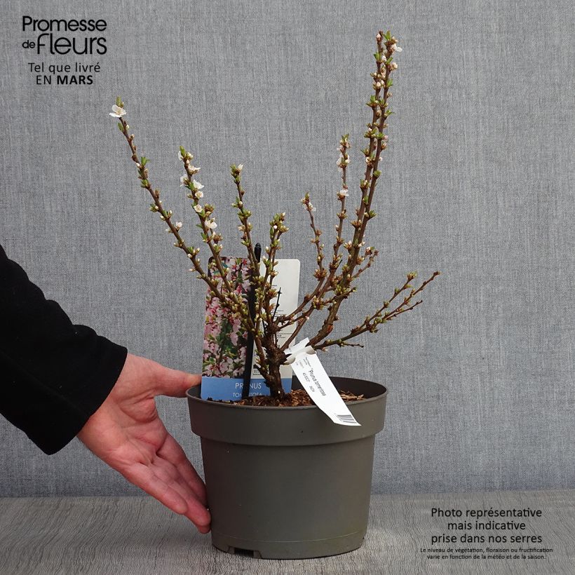 Example of Prunus tomentosa - Sierkers Pot van 2 l/3 l as you get in hiver