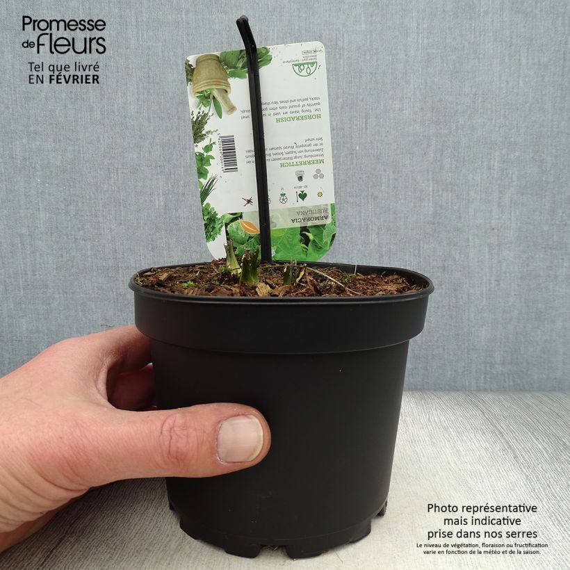 Exemplaar van Mierik - Armoracia rusticana Pot van 1,5 l/2 l zoals geleverd in de winter