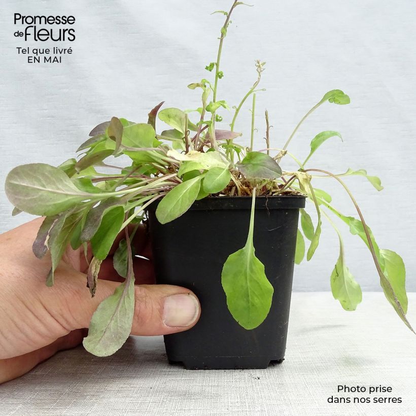 Exemplaar van Rapunzelklokje - Campanula rapunculus Kweekpotje van 7/8 cm zoals geleverd in de lente