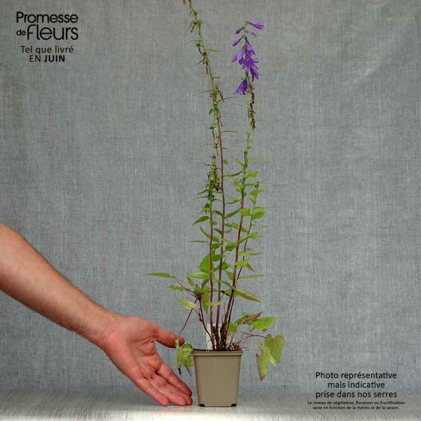 Exemplaar van Rapunzelklokje - Campanula rapunculus Kweekpotje van 7/8 cm zoals geleverd in de zomer