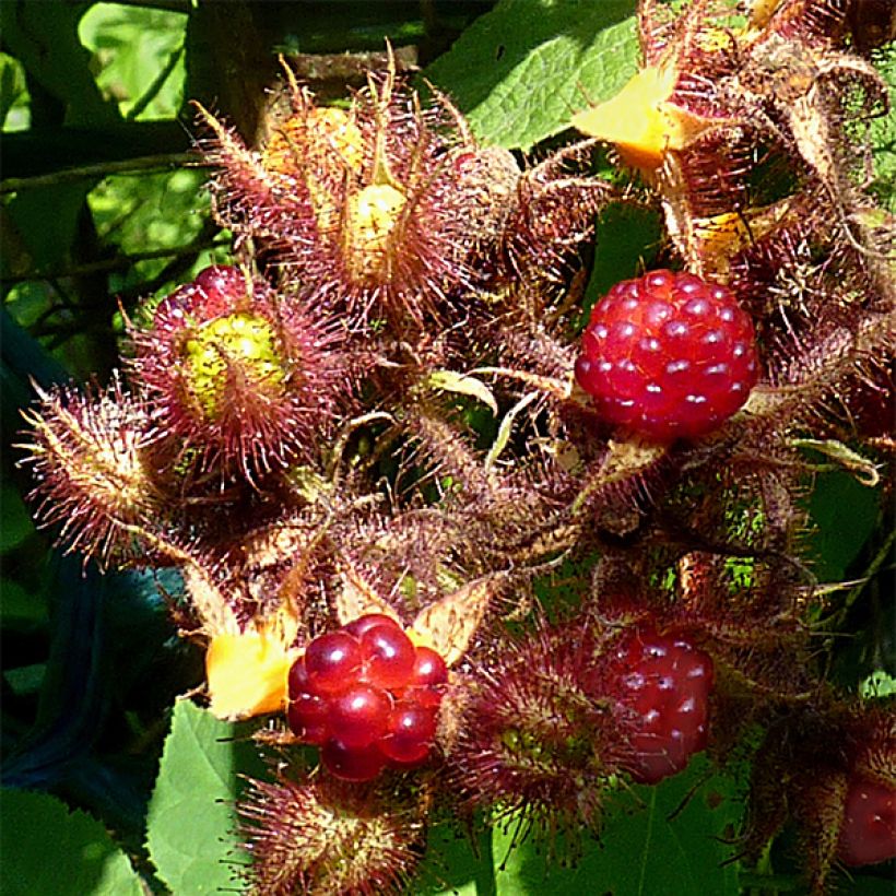 Japanse wijnbes - Rubus phoenicolasius (Oogst)