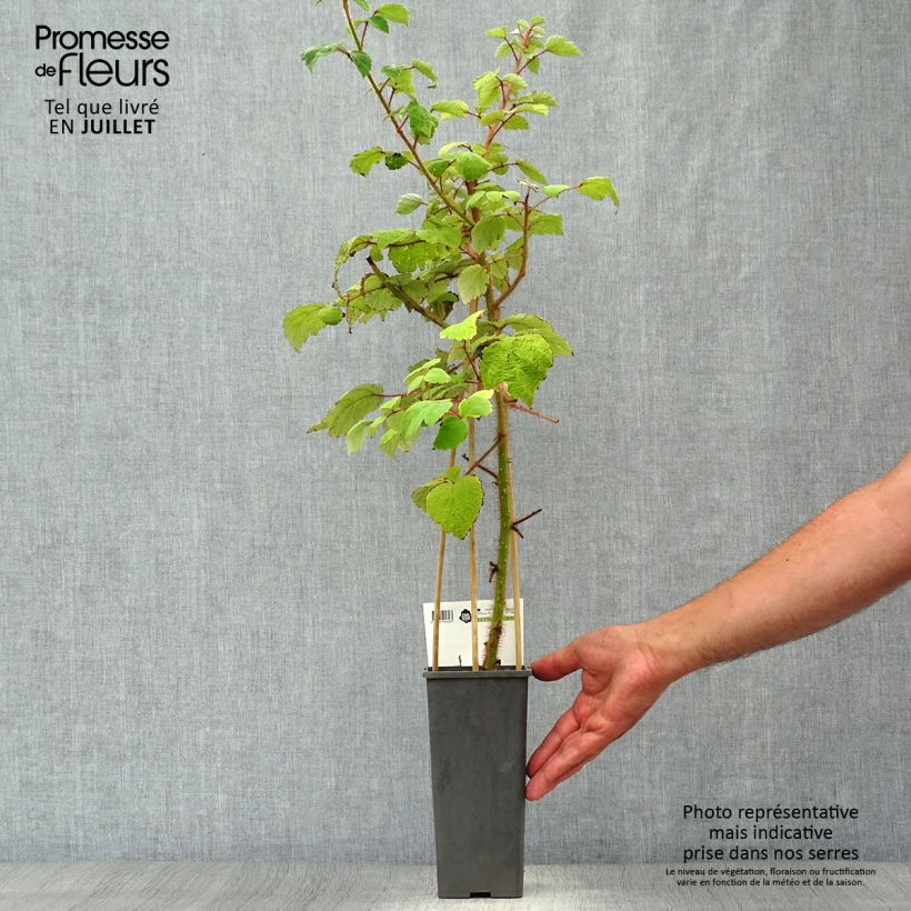 Exemplaar van Japanse wijnbes - Rubus phoenicolasius Pot van 1,5 l/2 l, Pol zoals geleverd in de zomer