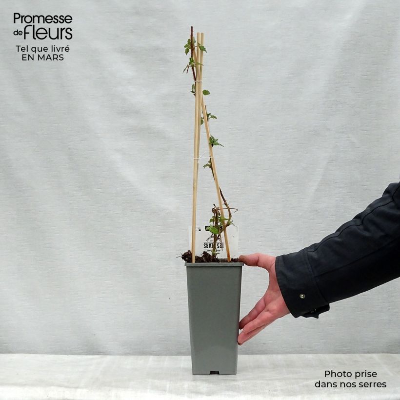 Exemplaar van Japanse wijnbes - Rubus phoenicolasius Pot van 1,5 l/2 l, Pol zoals geleverd in de lente