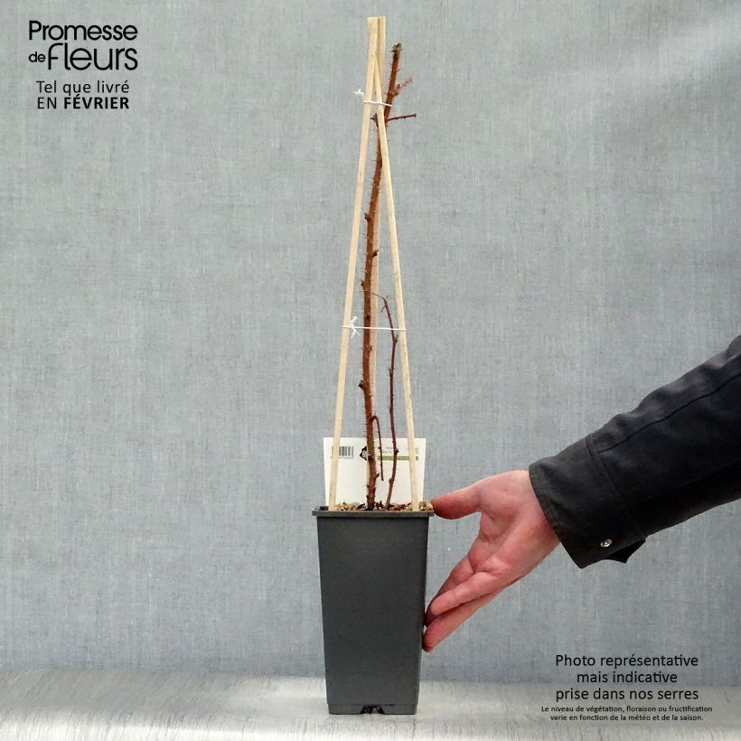 Exemplaar van Japanse wijnbes - Rubus phoenicolasius Pot van 1,5 l/2 l, Pol zoals geleverd in de winter