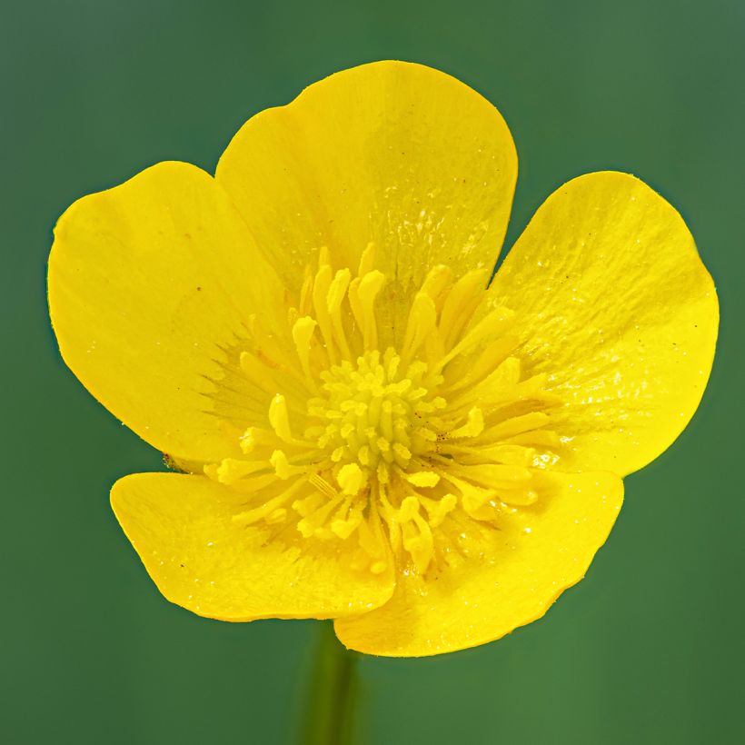 Ranunculus acris - Scherpe boterbloem (Bloei)