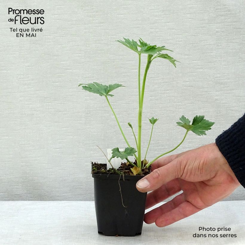 Exemplaar van Ranunculus acris Multiplex - Scherpe boterbloem Kweekpotje van 8/9 cm zoals geleverd in de lente