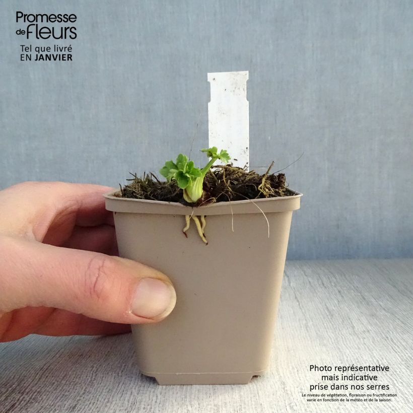 Example of Ranunculus acris Multiplex - Scherpe boterbloem Kweekpotje van 8/9 cm as you get in hiver