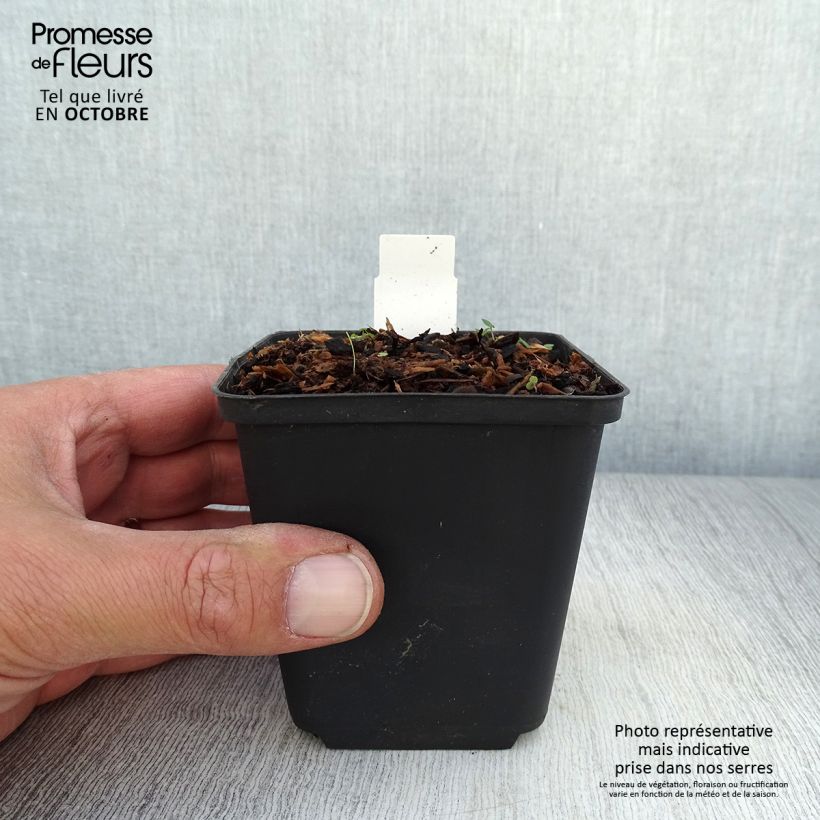 Exemplaar van Ranunculus ficaria Collarette - Speenkruid Kweekpotje van 8/9 cm zoals geleverd in de herfst
