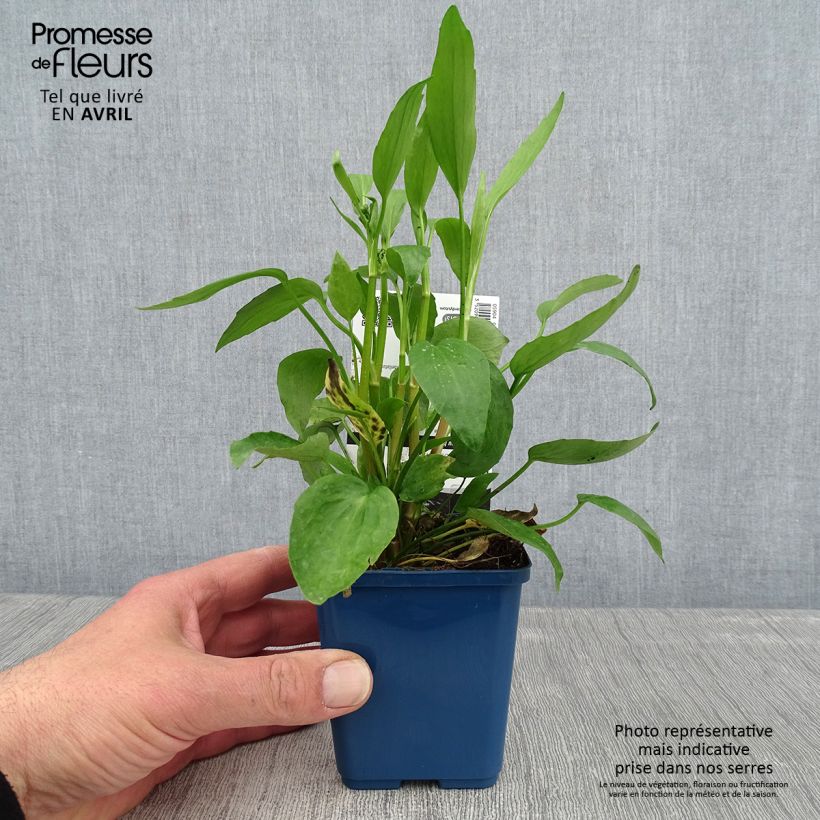 Exemplaar van Ranunculus flammula - Egelboterbloem Kweekpotje van 8/9 cm zoals geleverd in de lente