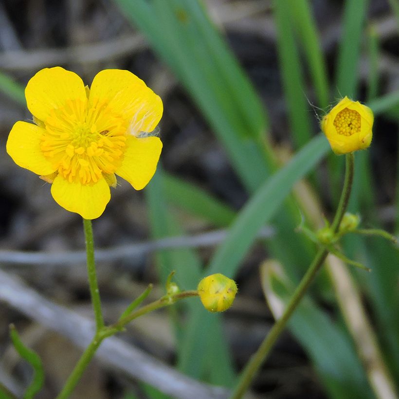 Ranunculus flammula - Egelboterbloem (Bloei)