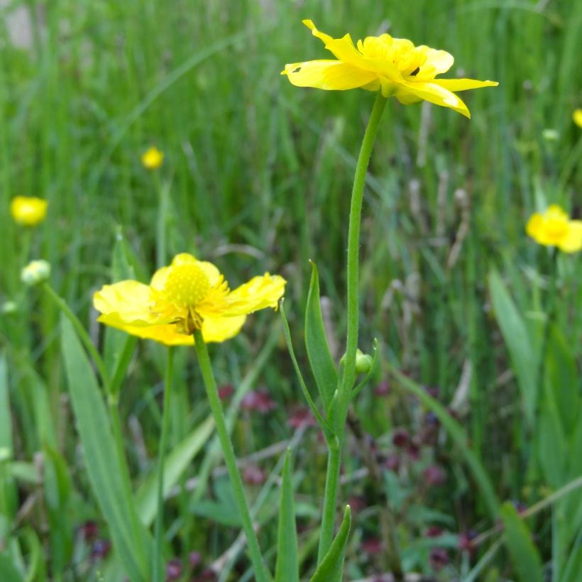 Ranunculus lingua - Grote boterbloem (Flowering)
