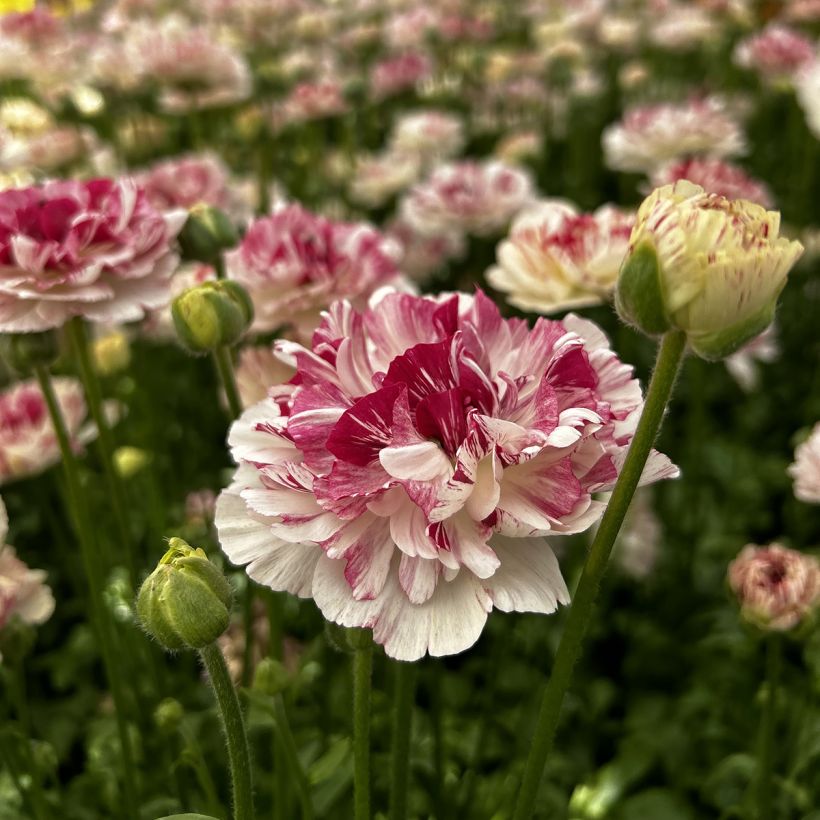 Ranunculus asiaticus Brushmark Cesar - Perzische ranonkel (Bloei)