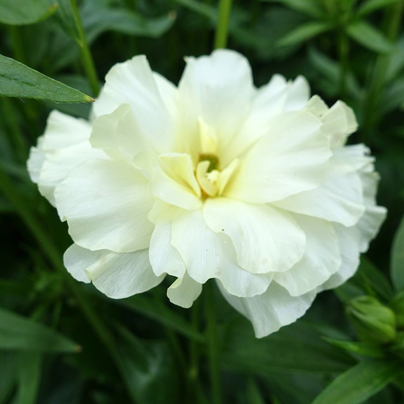 Ranunculus asiaticus Butterfly Graces - Perzische ranonkel (Bloei)