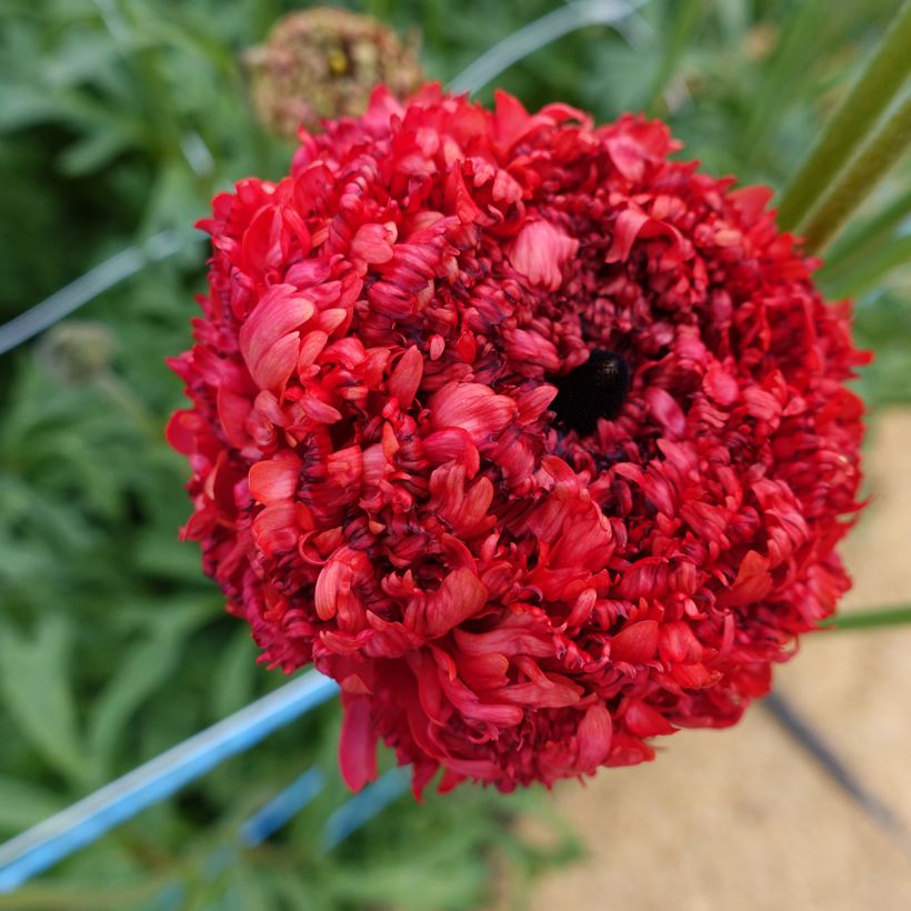 Ranunculus asiaticus Poodle Chaouen II - Perzische ranonkel (Bloei)