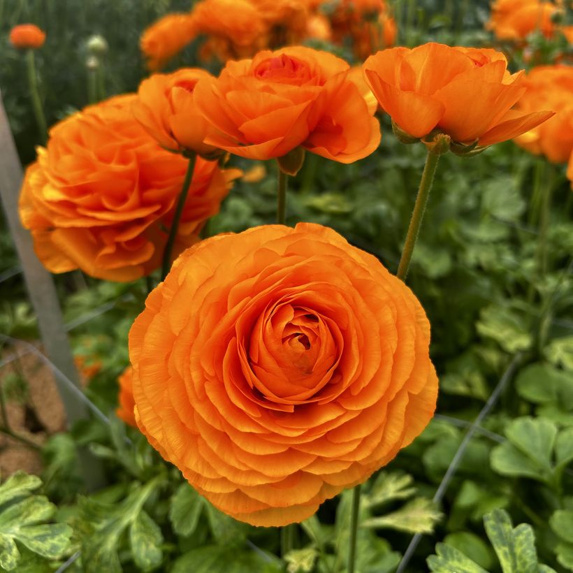 Ranunculus asiaticus Romance Digne - Perzische ranonkel (Bloei)