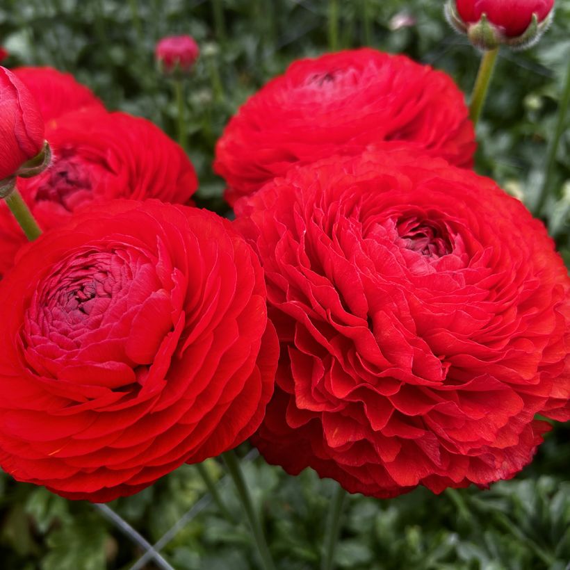 Ranunculus asiaticus Romance Get Lucky - Perzische ranonkel (Bloei)