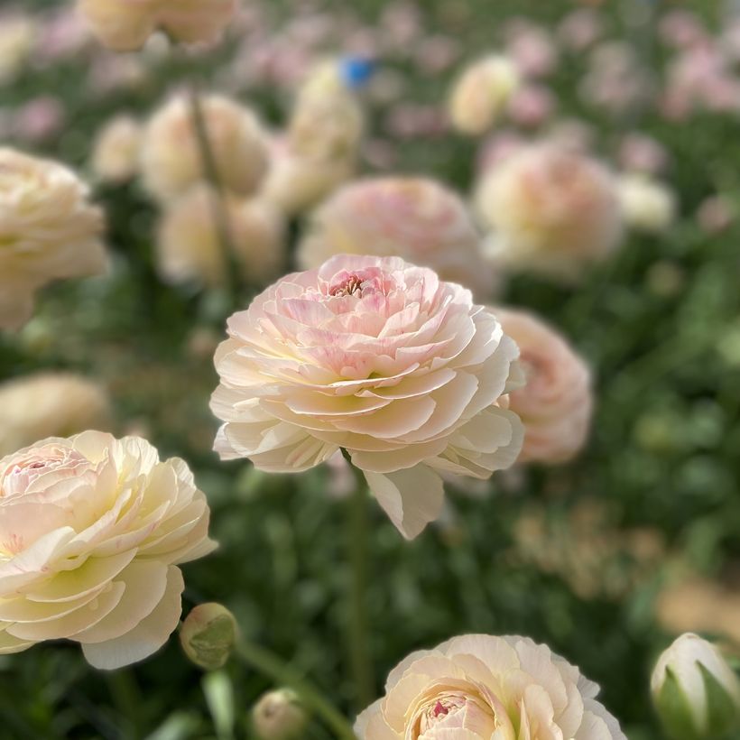 Ranunculus asiaticus Romance Maritime - Perzische ranonkel (Bloei)