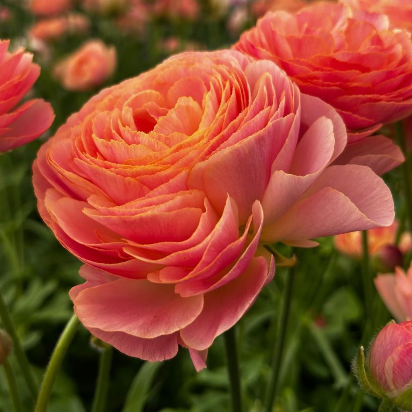 Ranunculus asiaticus Romance Nohant - Perzische ranonkel (Bloei)