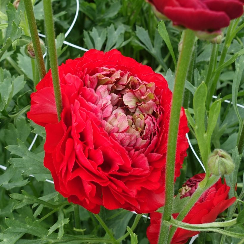 Ranunculus asiaticus Romance Odon - Perzische ranonkel (Bloei)