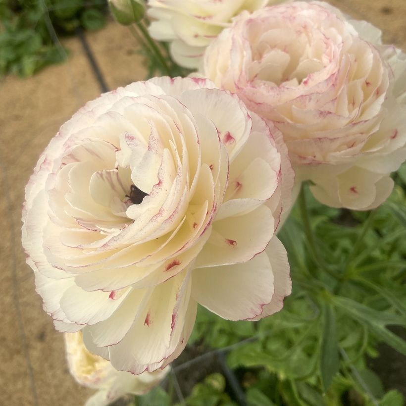 Ranunculus asiaticus Romance Orleans - Perzische ranonkel (Bloei)